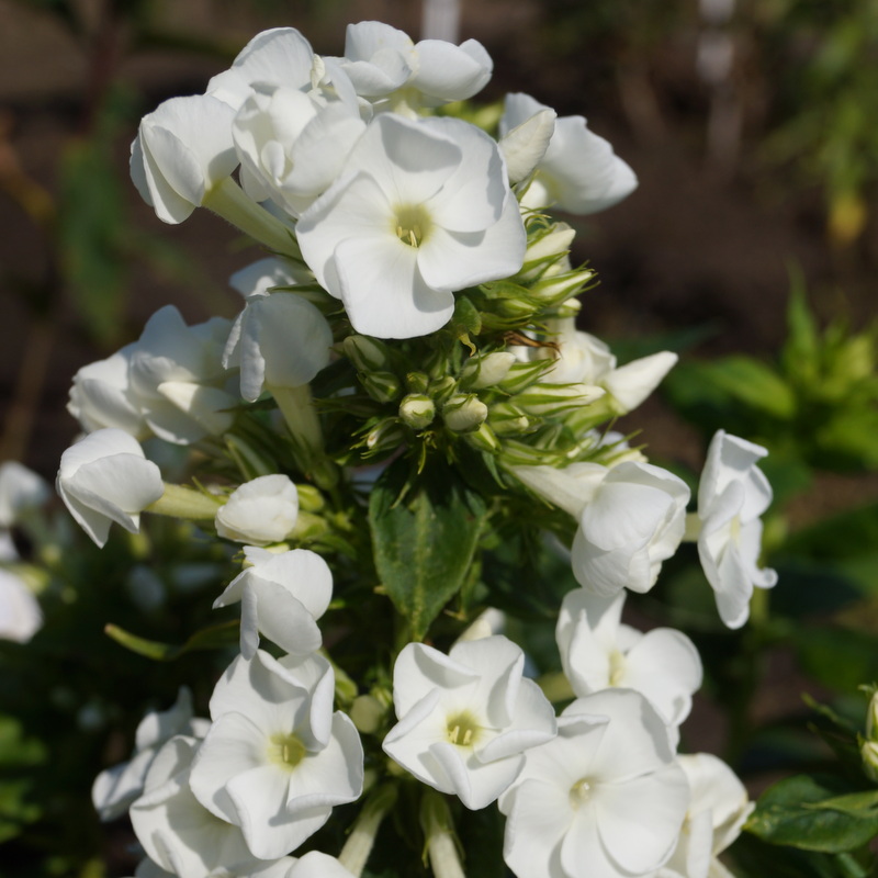 Phlox paniculata 'Younique White'